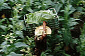 Tobacco plantation in San Andrés, Veracruz, Mexico