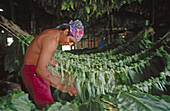 Drying tobacco. San Andrés. Veracruz. Mexico