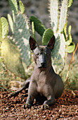Xoloitzcuintle, Mexican dog breed