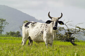 Bull. Veracruz, Mexico
