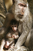 Wild Grey Macaque infant monkey feeding, Lombok, Indonesia