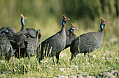 Helmeted Guineafowl (Numida meleagris). Serengeti National Park. Tanzania