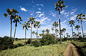 Borassus palm (Borassus aethiopum). Tarangire National Park. Tanzania