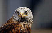 Red kite.