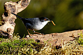 Warbler (Sylvia sp.) eating insect