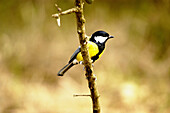 Blue Tit (Parus caeruleus)