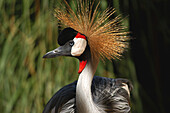 Crowned Crane (Balearica regulorum)