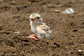 Tern chick