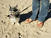 Girl walking small dog on the beach