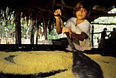 Village girl cooks corn meals for the families of the village in the Amazon river region of Bazil.