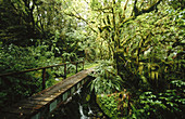 Milford Track, Fiordland National Park. New Zealand