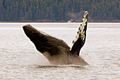 Humpback whale breaching in Chatham Straight, Inside Passage, Southeast Alaska