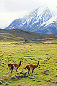 Guanaco (Lama guanicoe). Torres del Paine NP. Patagonia. Chile