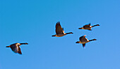 Canada geese flying in formation in the sky over Littleton, Colorado