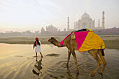 Man with camels wades through the shallow water of the Yamuna River with Taj Mahal in background, Agra, Uttar Pradesh, India