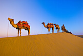 A line of camels mounts a rise in the Kanoi Sand Dunes, Thar Desert near Jaisalmer, Rajasthan, India