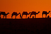 Camels stand at the top of the Kanoi Sand Dunes at sunset, Thar Desert, near Jaisalmer, Rajasthan, India