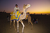 Camels at sunset at the Desert Festival at the Sam Sand Dunes, Thar Desert, near Jaisalmer, Rajasthan, India