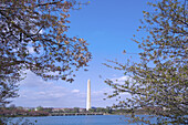 Cherry blossoms on the Cherry Tree Walk around the Tidal Basin, with the Washington Monument in the background, Washington, District of Columbia, USA
