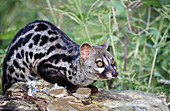 Genet (Genetta genetta)