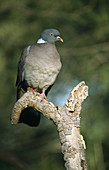 Woodpigeon (Columba palumbus)