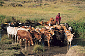 Masai people, shepherds and warriors in Kenya. Masai. Kenya.