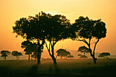 Dusk. Masai Mara Park. Kenya.