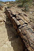 Petrified forest. Namibia.