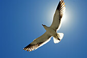 Seagull. Walvis Bay. Namibia.