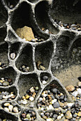 Tafoni (Italian word for cavern). Sandstone near ocean is shaped into honeycomb like network by salt and water. Salt Point, Sonoma County. California, USA