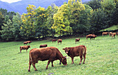 Limousin cattle. Sosas de Laciana, Alto Sil, León province, Castilla-León, Spain