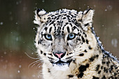 Snow Leopard or Irbis (Uncia uncia) in winter at snowfall
