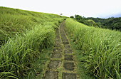 Trail through rice fields. Ubud. Bali. Indonesia