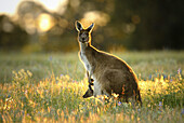 Australian Kangaroo with Joey in the pouch, Western Australia.