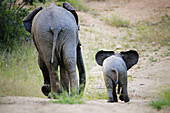 African Elephants, Africa