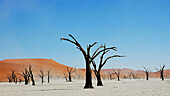 Several dead trees in the middle of a dried lake in the Namib desert. Namibia