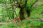 young couple on path between ferns and trees, Ticino, Switzerland