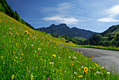 Flower meadow and country road with mountains in background, Lofer, Berchtesgaden Alps, Salzburg (state), Austria