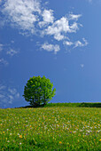 Blumenwiese mit Laubbaum, Lofer, Berchtesgadener Alpen, Salzburger Land, Österreich
