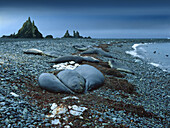 Sleeping sea elephants, King George Island, Antarctic Peninsula, Antarctica