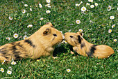 Guinea pigs, mother and young animal in outdoor enclosure on a meadow