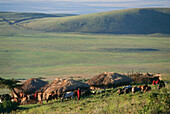 Massai Dorf am Ngorongoro Krater, Tansania, Afrika