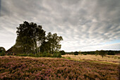 Trees and heather under clouded sky, Luneburg Heath, Lower Saxony, Germany, Europe