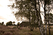 Bäume und Heidekraut unter Wolkenhimmel, Lüneburger Heide, Niedersachsen, Deutschland, Europa