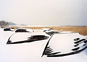 Snow covered rowing boats, Gross Zicker, Rugen island, Mecklenburg-Western Pomerania, Germany