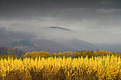 Autumnal landscape in the fog, Weserbergland, Lower Saxony, Germany, Europe