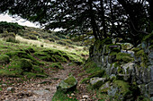 Europa, England, Devon, Im Dartmoor