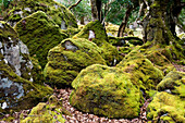 Wald mit Moss bewachsene Bäume, Killarney Nationalpark, County Kerry, Irland, Europa