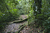 Bwindi Impenetrable National Park, Uganda, Africa