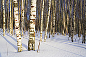 Birch forest in sunny winter day, Russia